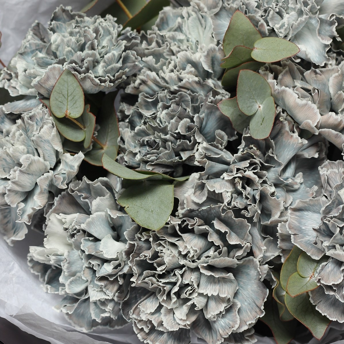 cvetnaya gvozdika diantus 6